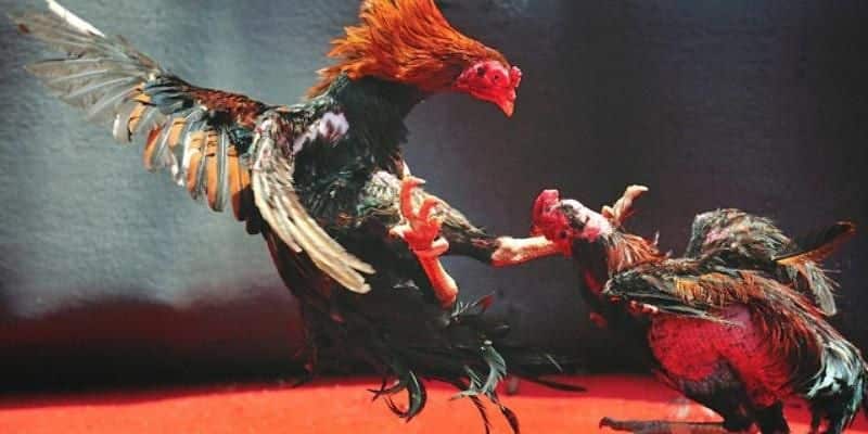 อินเทอร์เฟซการเดิมพันที่ราบรื่นที่ไก่ชน MB66